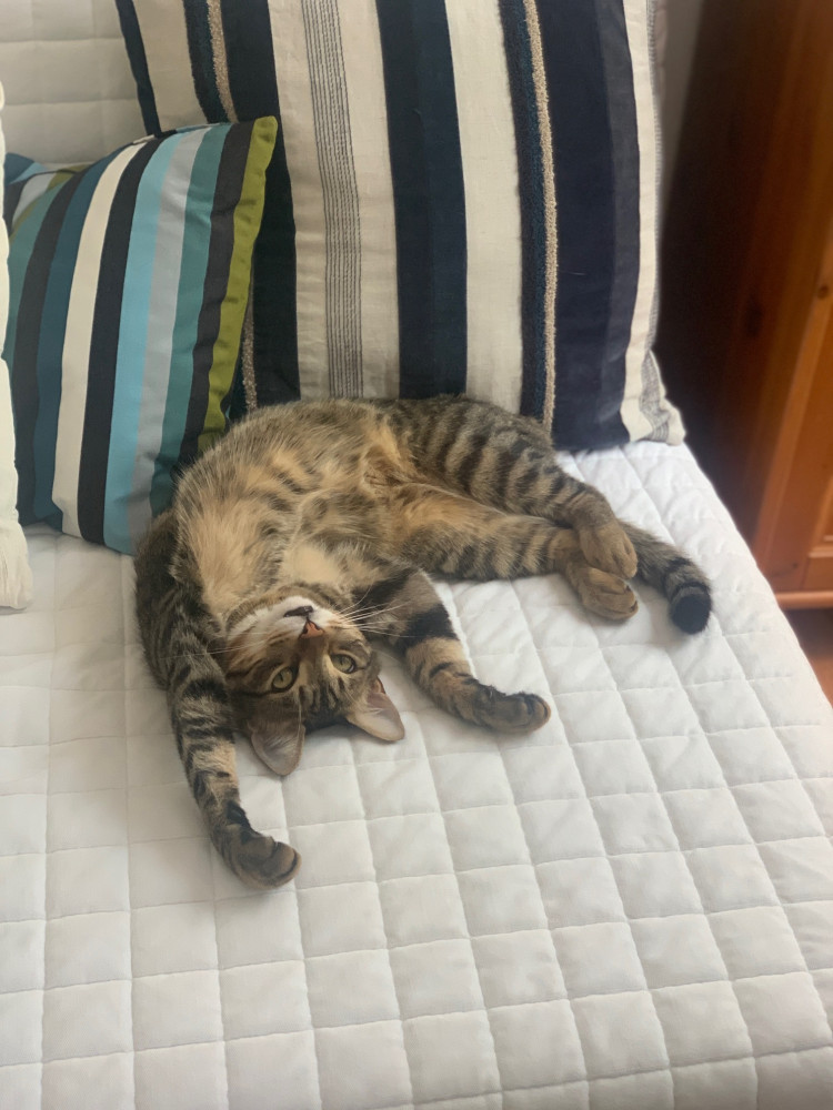 Lost Male Cat (Tabby, Domestic Short Hair)