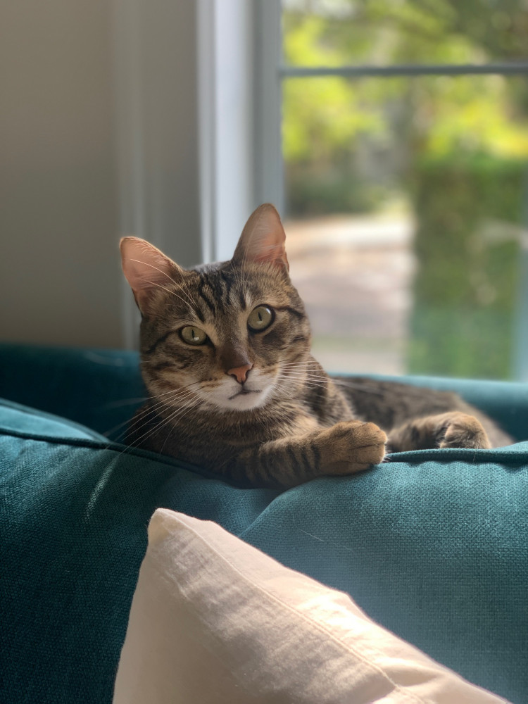 Lost Male Cat (Tabby, Domestic Short Hair)