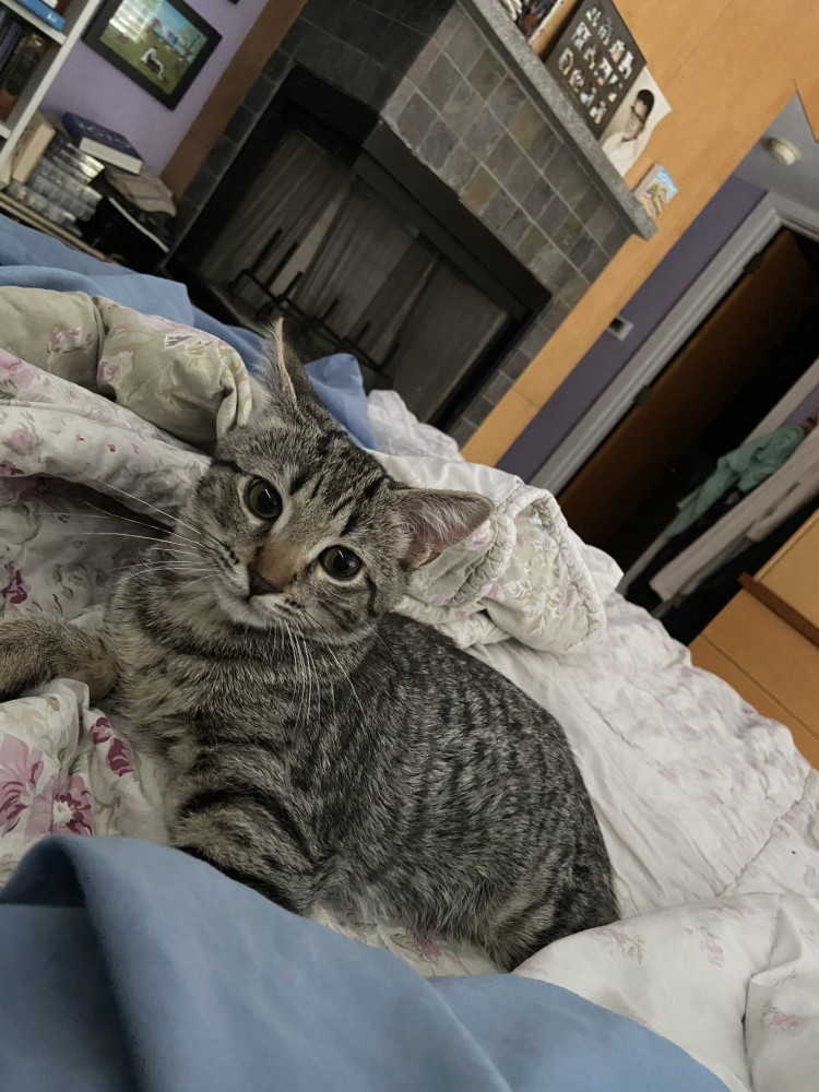 Lost Male Cat (black stripes on greay, Tabby)