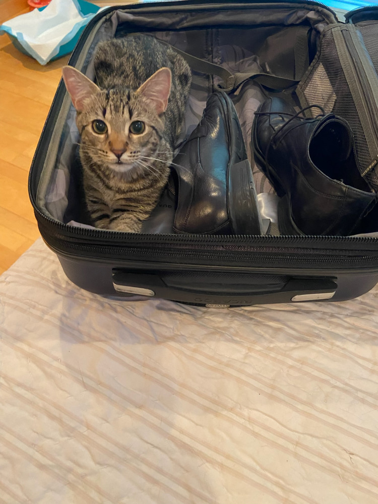 Lost Male Cat (black stripes on greay, Tabby)