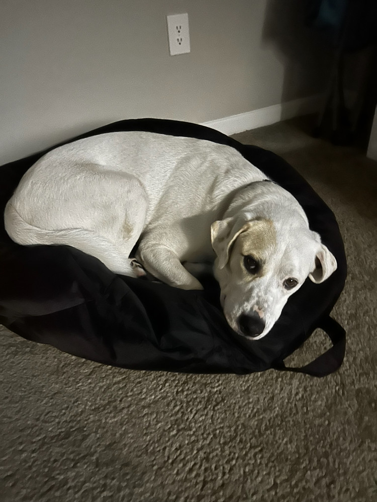 Reunited Male Dog (White, Unk)