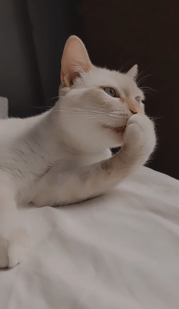 Lost Male Cat (Cream with orange markings, Siamese flame point)