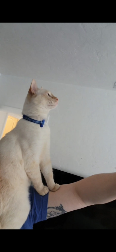 Lost Male Cat (Cream with orange markings, Siamese flame point)