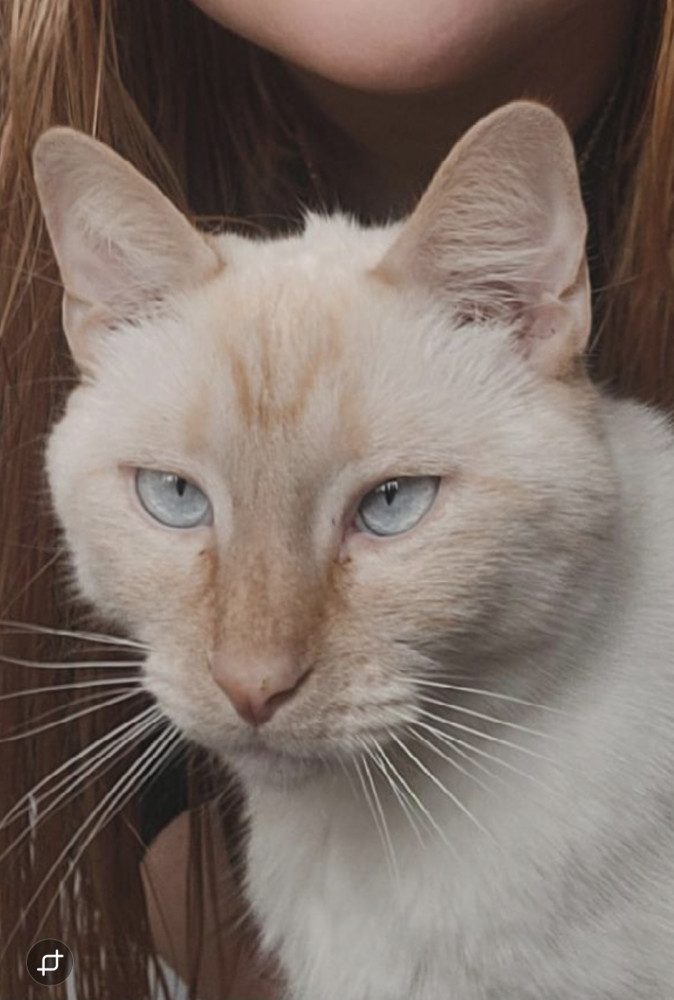 Lost Male Cat (Cream with orange markings, Siamese flame point)