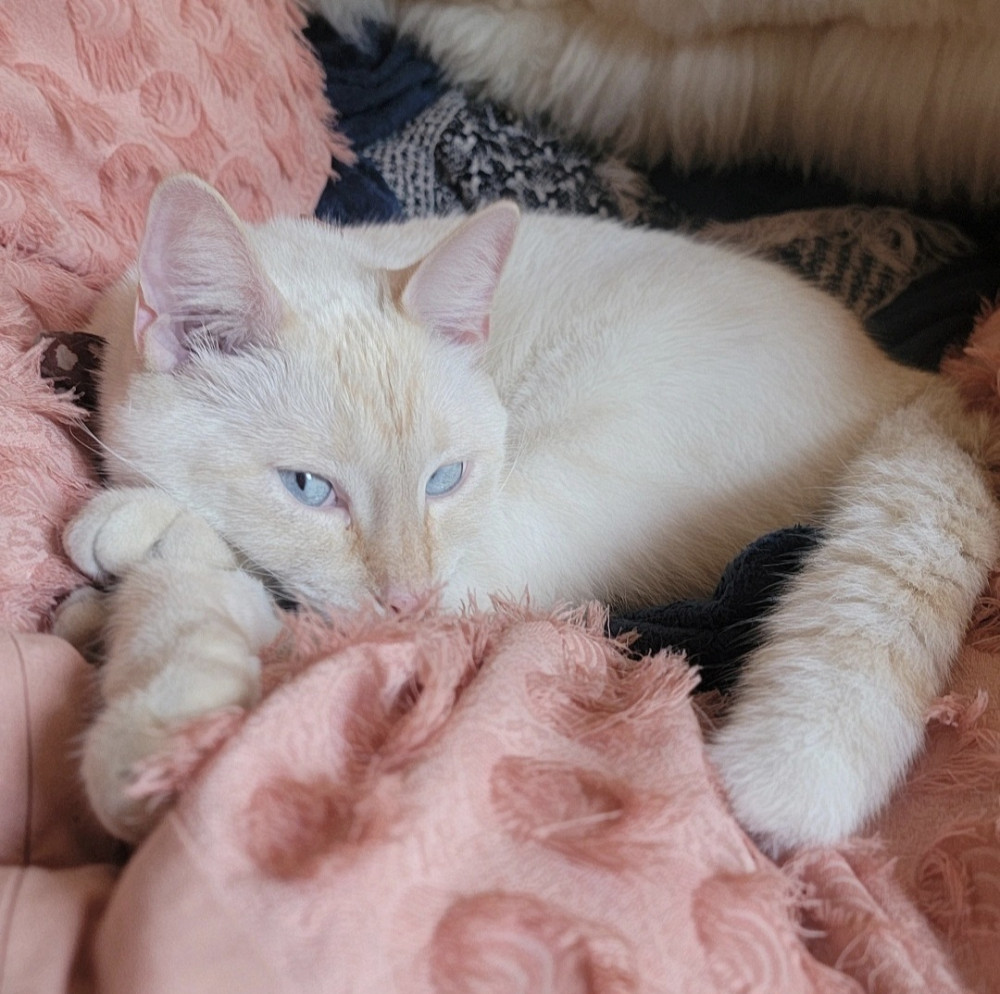 Lost Male Cat (Cream with orange markings, Siamese flame point)