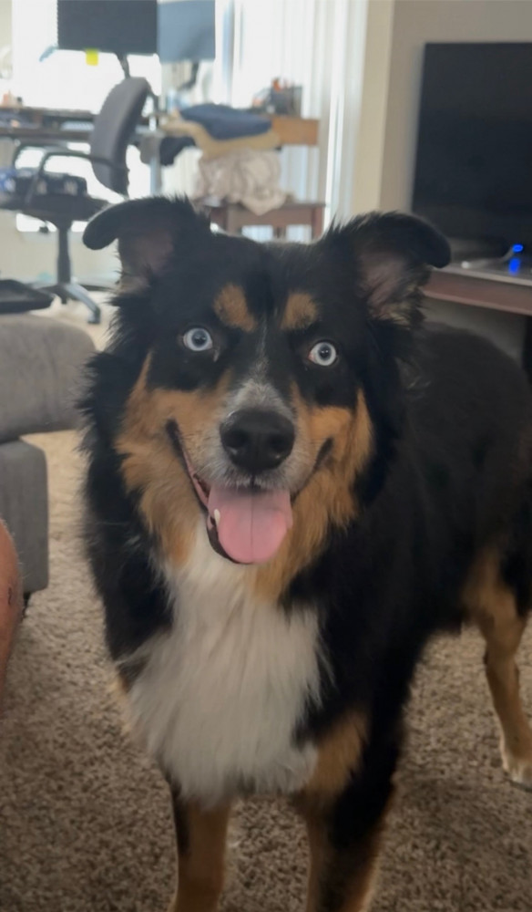Reunited Male Dog (Black / brown, Australian shepherd)