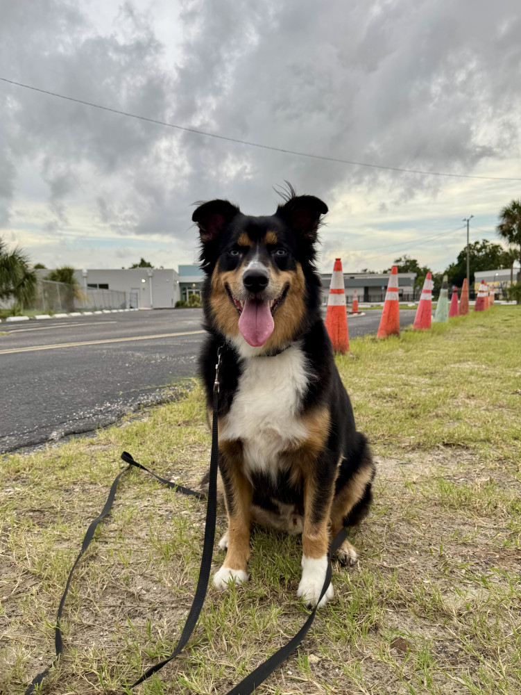 Reunited Male Dog (Black / brown, Australian shepherd)