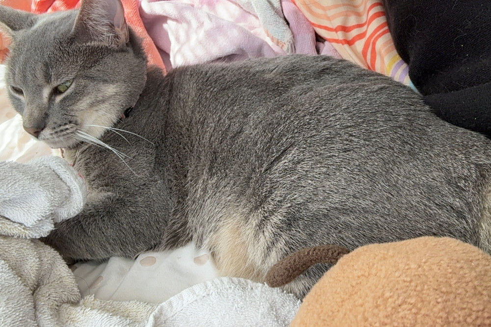 Lost Female Cat (Gray with white paws, Blue Russian)