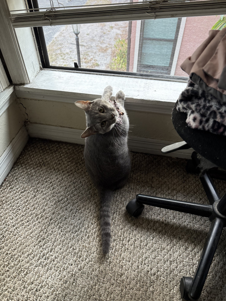 Lost Female Cat (Gray with white paws, Blue Russian)