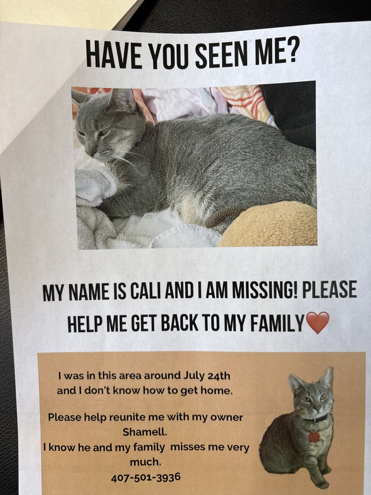 Lost Female Cat (Gray with white paws, Blue Russian)