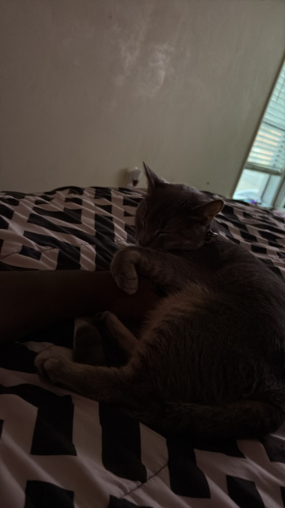 Lost Female Cat (Gray with white paws, Blue Russian)