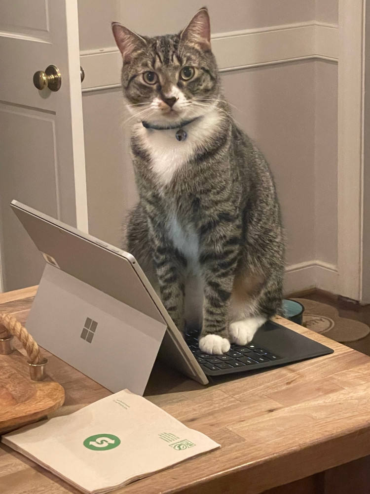Lost Male Cat (Grey, Tabby)