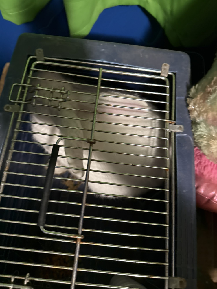 Reunited Male Other Pet (White, Domestic bunny)