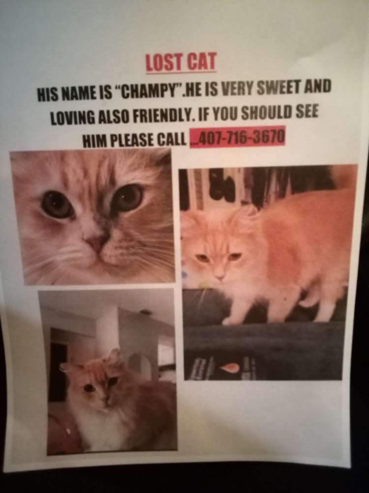 Lost Male Cat (Fluffy orange cat, Domestic)