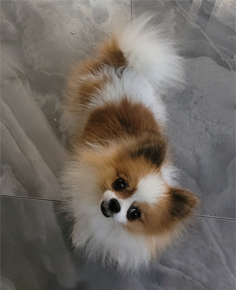 Reunited Male Dog (Brown and white, Pomeranian)