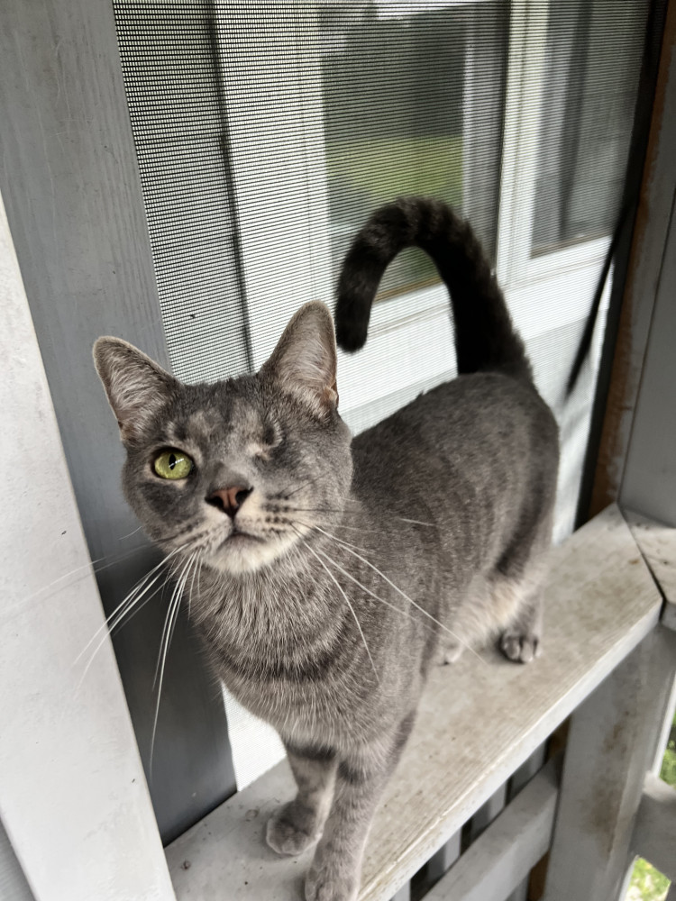 Reunited Male Cat (Grey with white, domestic short hair)