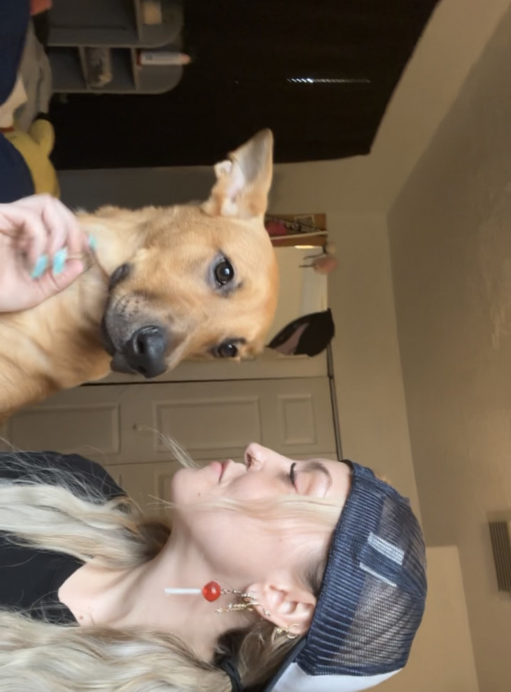 Reunited Female Dog (Brown, German Shepard mix)