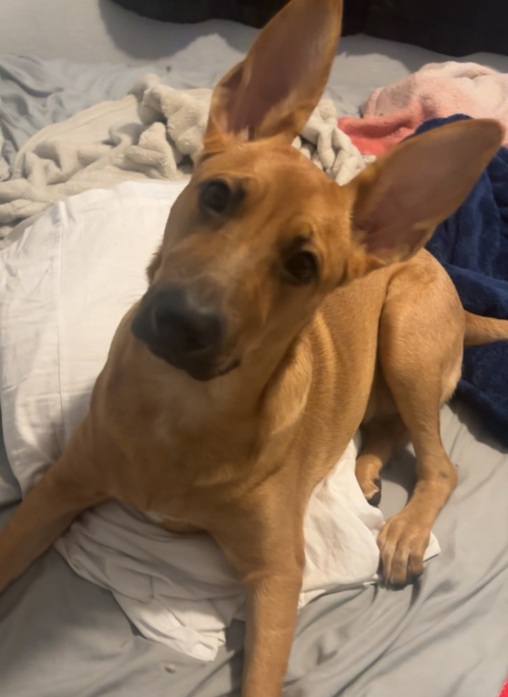 Reunited Female Dog (Brown, German Shepard mix)
