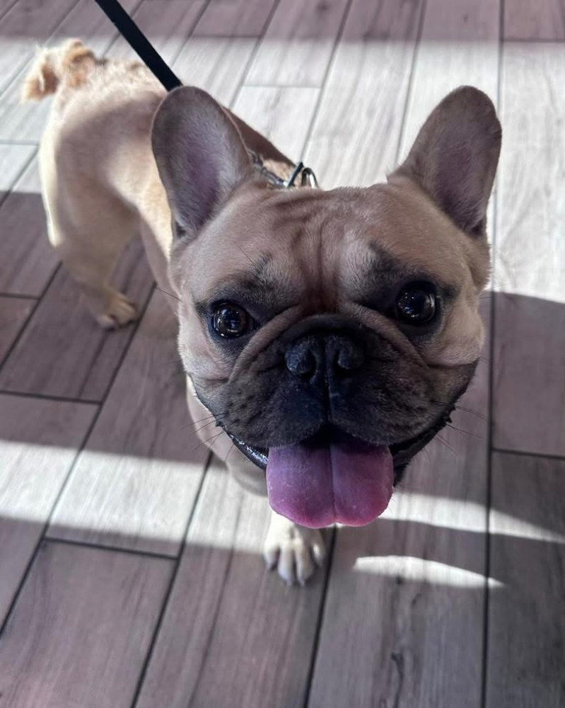 Reunited Male Dog (Tan/beige, Frenchie)