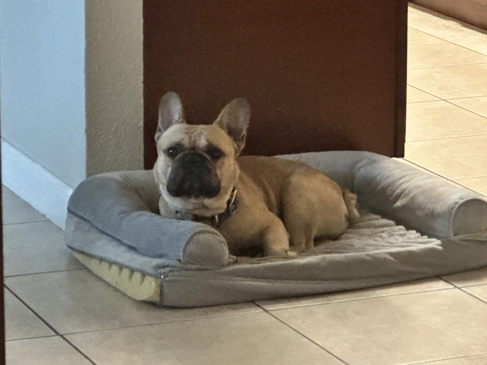 Reunited Male Dog (Tan/beige, Frenchie)