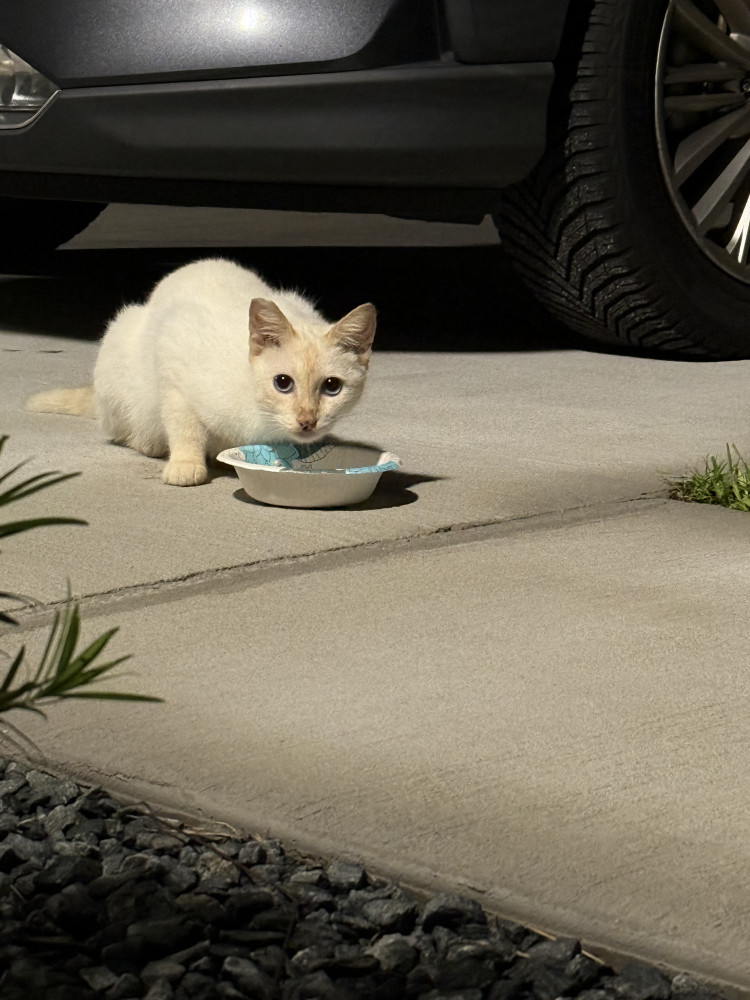 Found Male Cat (White, Flamepoint)