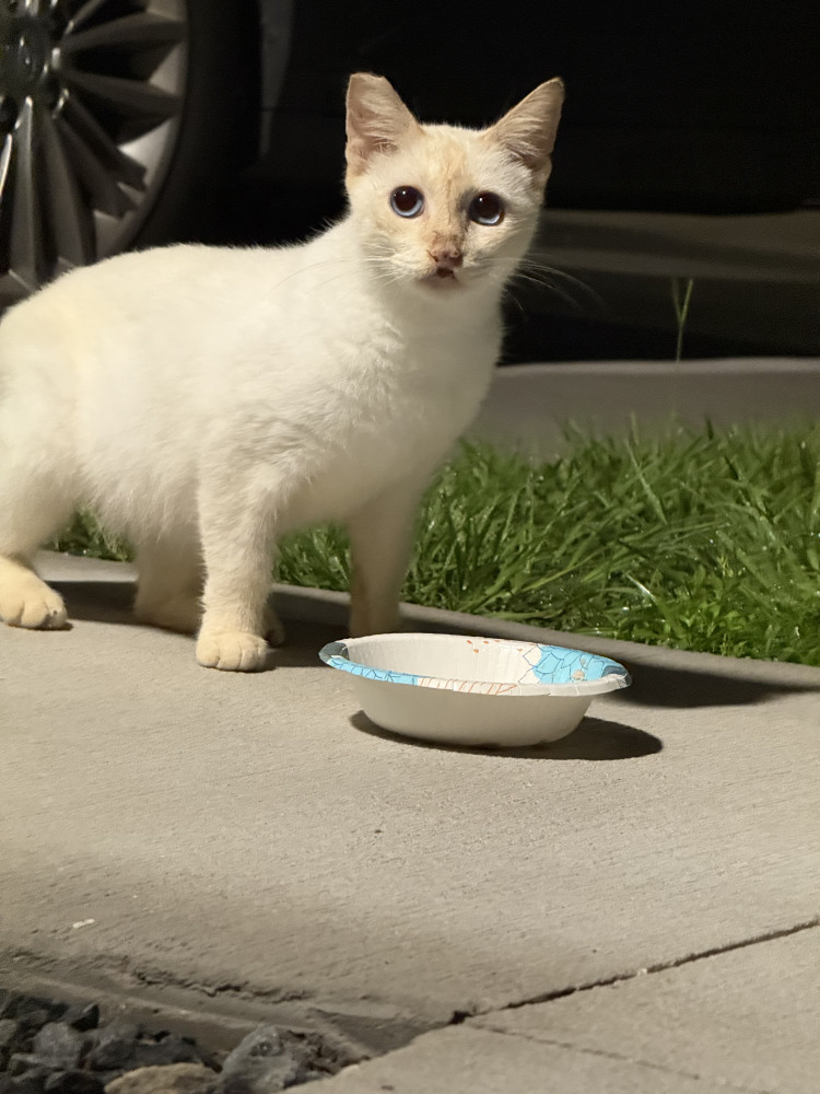 Found Male Cat (White, Flamepoint)