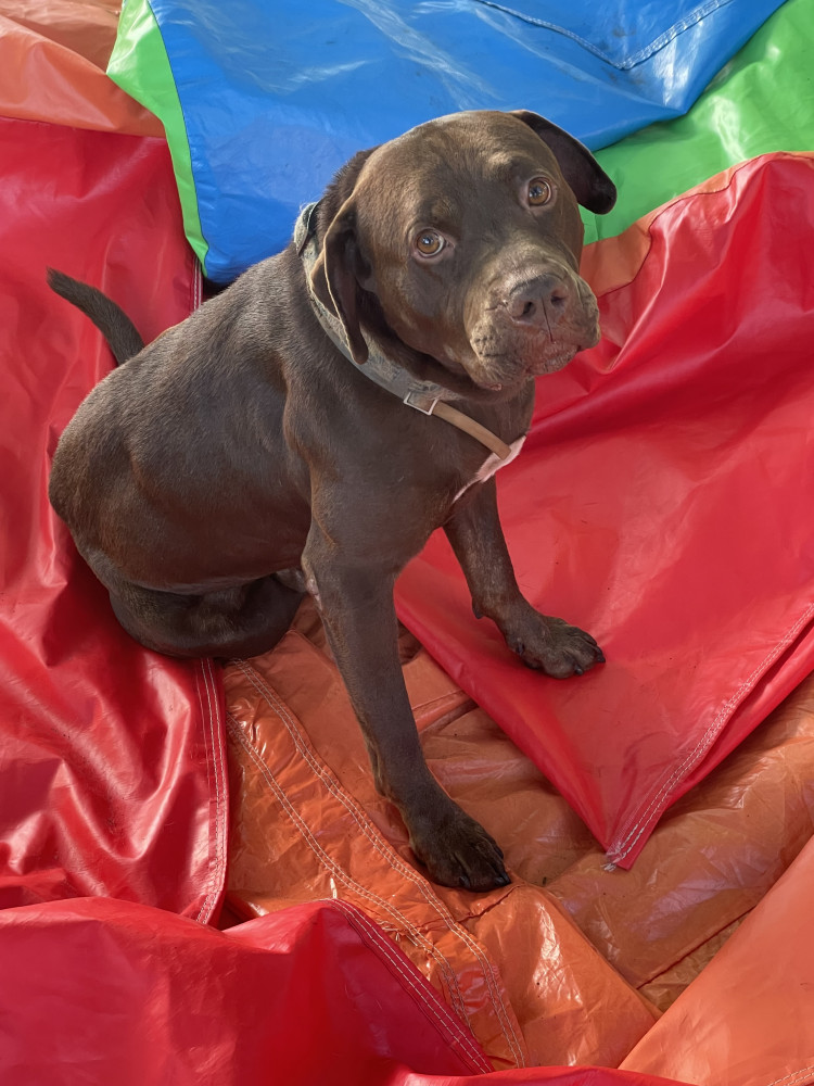 Reunited Male Dog (Brown and white, Pitlab)