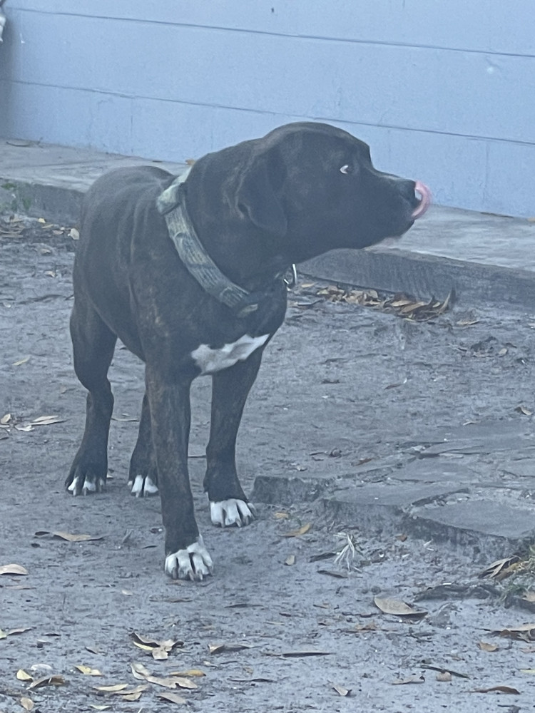 Lost Male Dog (Black and white, Pitlab)