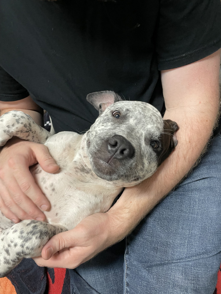Found Male Dog (White with dark brown spots, Pit/pit mix)
