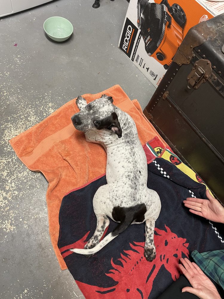 Found Male Dog (White with dark brown spots, Pit/pit mix)