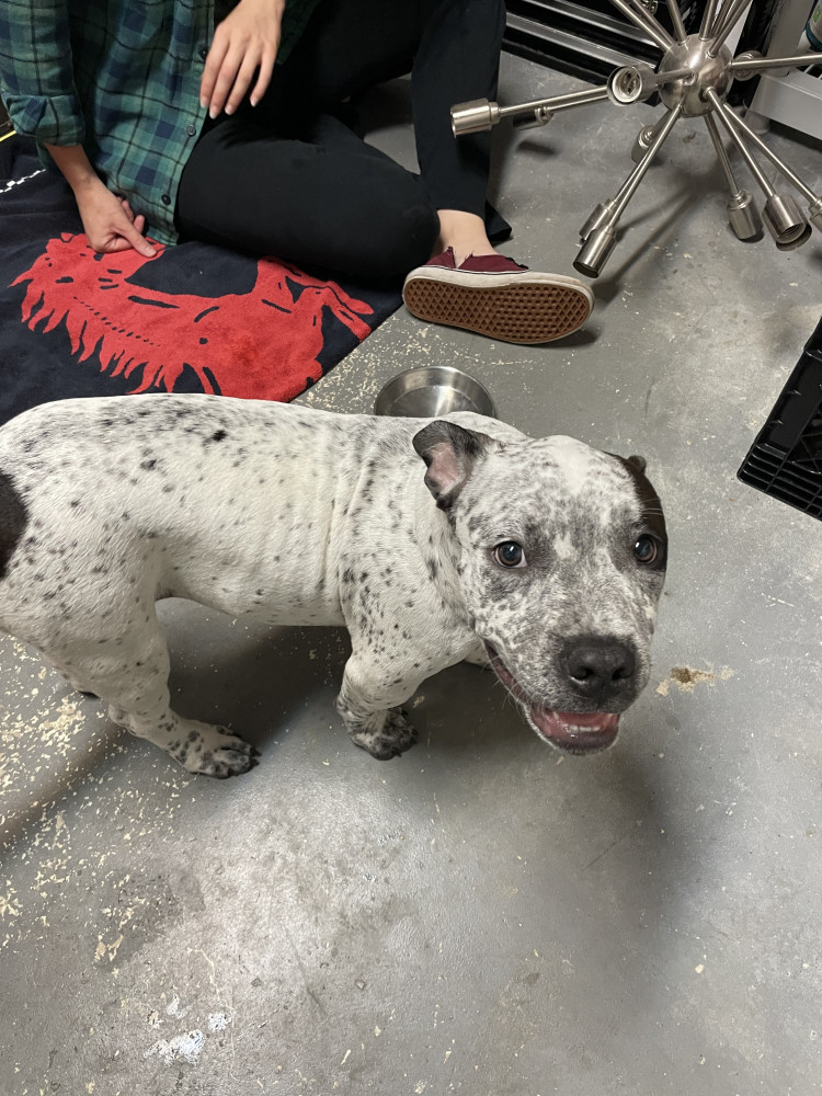 Found Male Dog (White with dark brown spots, Pit/pit mix)