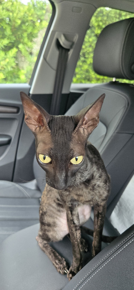 Reunited Male Cat (Blackish, Egyptians ish looking)