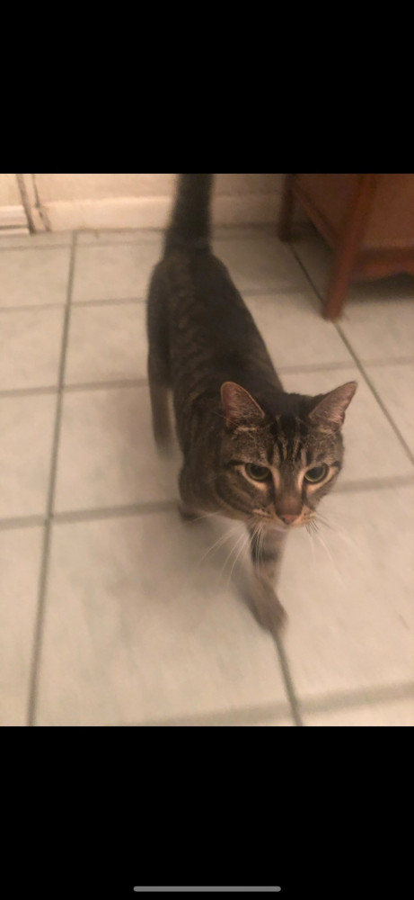 Lost Male Cat (Grey/Brown Tabby, Tabby)