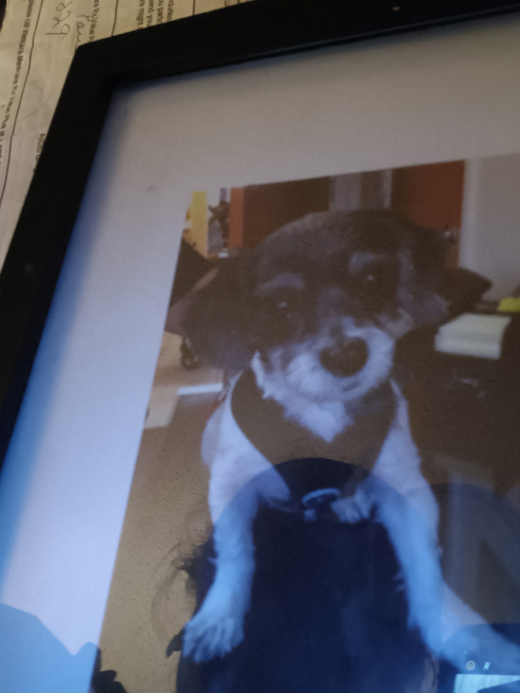 Reunited Female Dog (Black & white, Mixed)