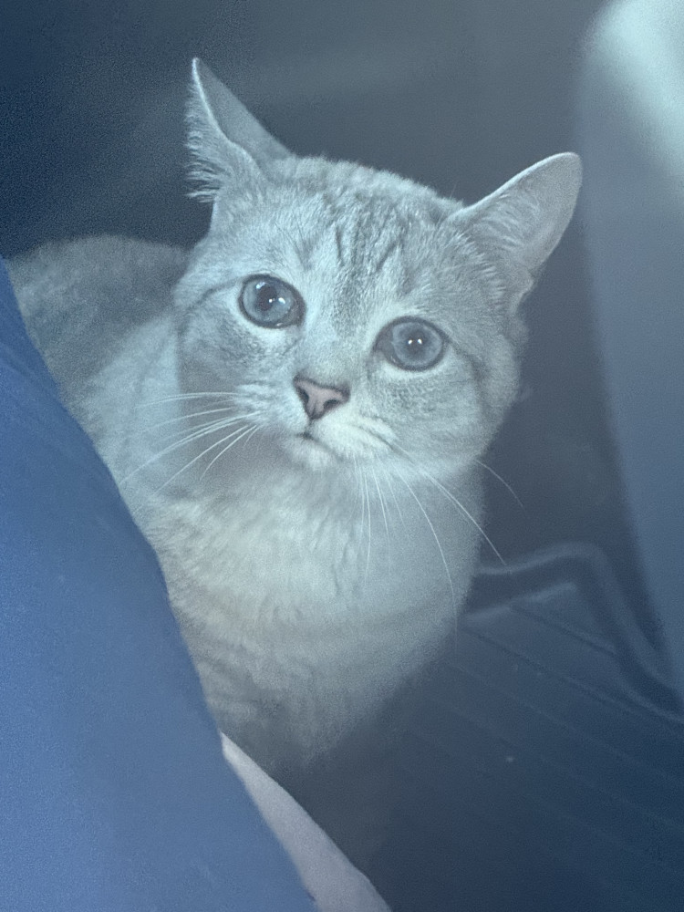 Reunited Male Cat (Grey/White, Lynx Point Siamese)