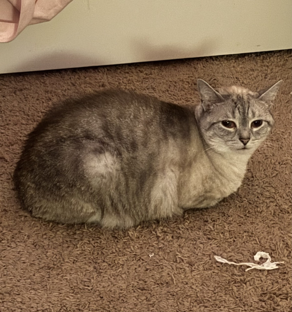 Reunited Male Cat (Grey/White, Lynx Point Siamese)