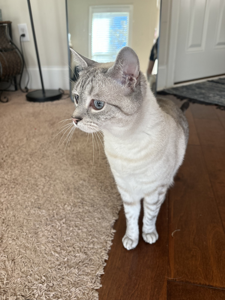 Reunited Male Cat (Grey/White, Lynx Point Siamese)