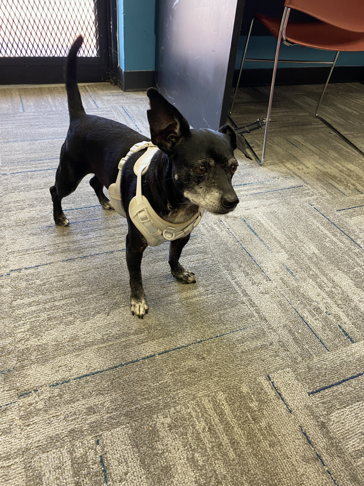 Reunited Male Dog (Black, Chihuahua/Terrier)
