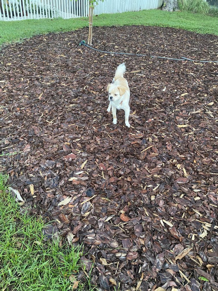 Found Female Dog (cream, mix)