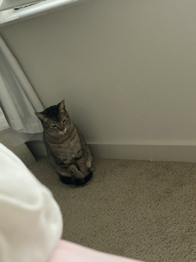 Lost Male Cat (Brown, white, black, Brown Tabby)