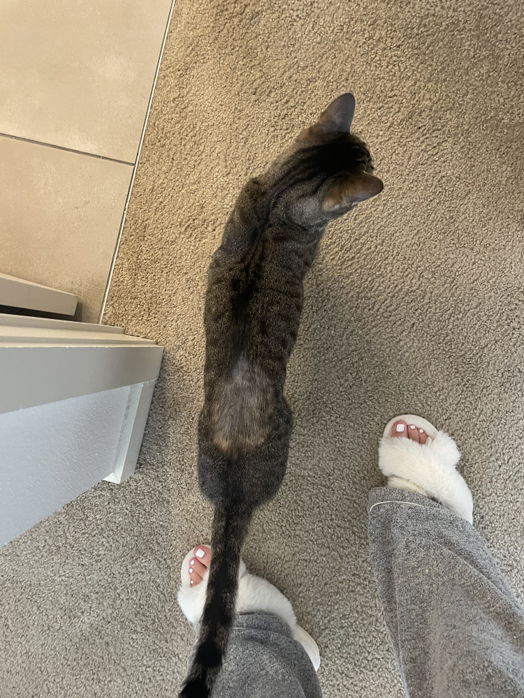 Lost Male Cat (Brown, white, black, Brown Tabby)