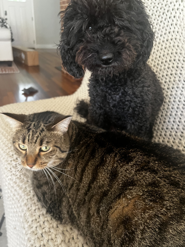 Reunited Male Cat (Tabby, Shorthair)