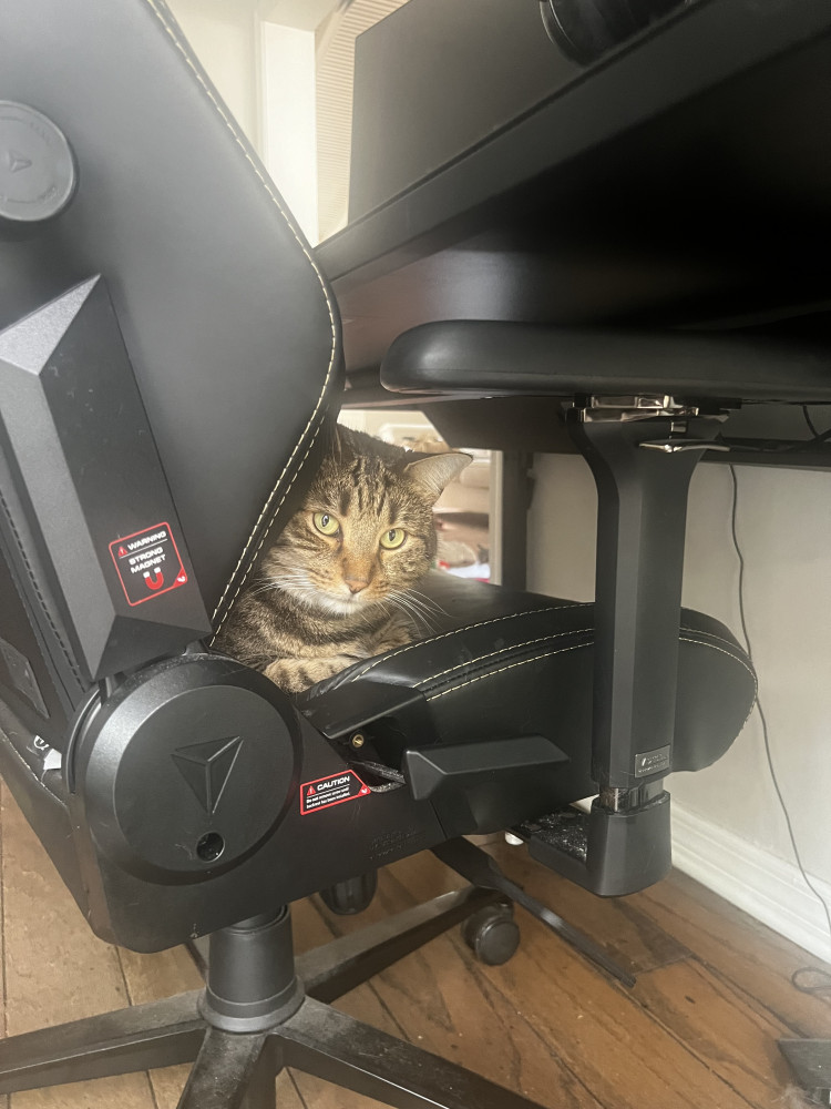 Reunited Male Cat (Tabby, Shorthair)