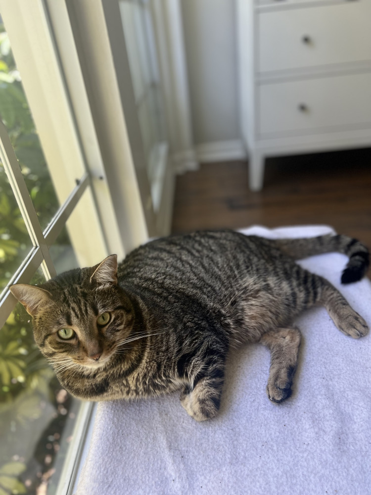 Reunited Male Cat (Tabby, Shorthair)