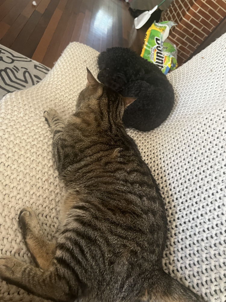 Reunited Male Cat (Tabby, Shorthair)