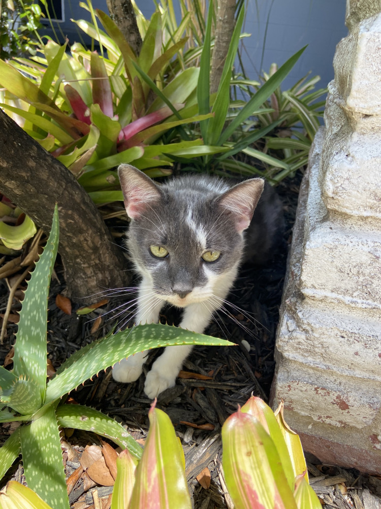 Lost Female Cat (Grey & white, American short hair)