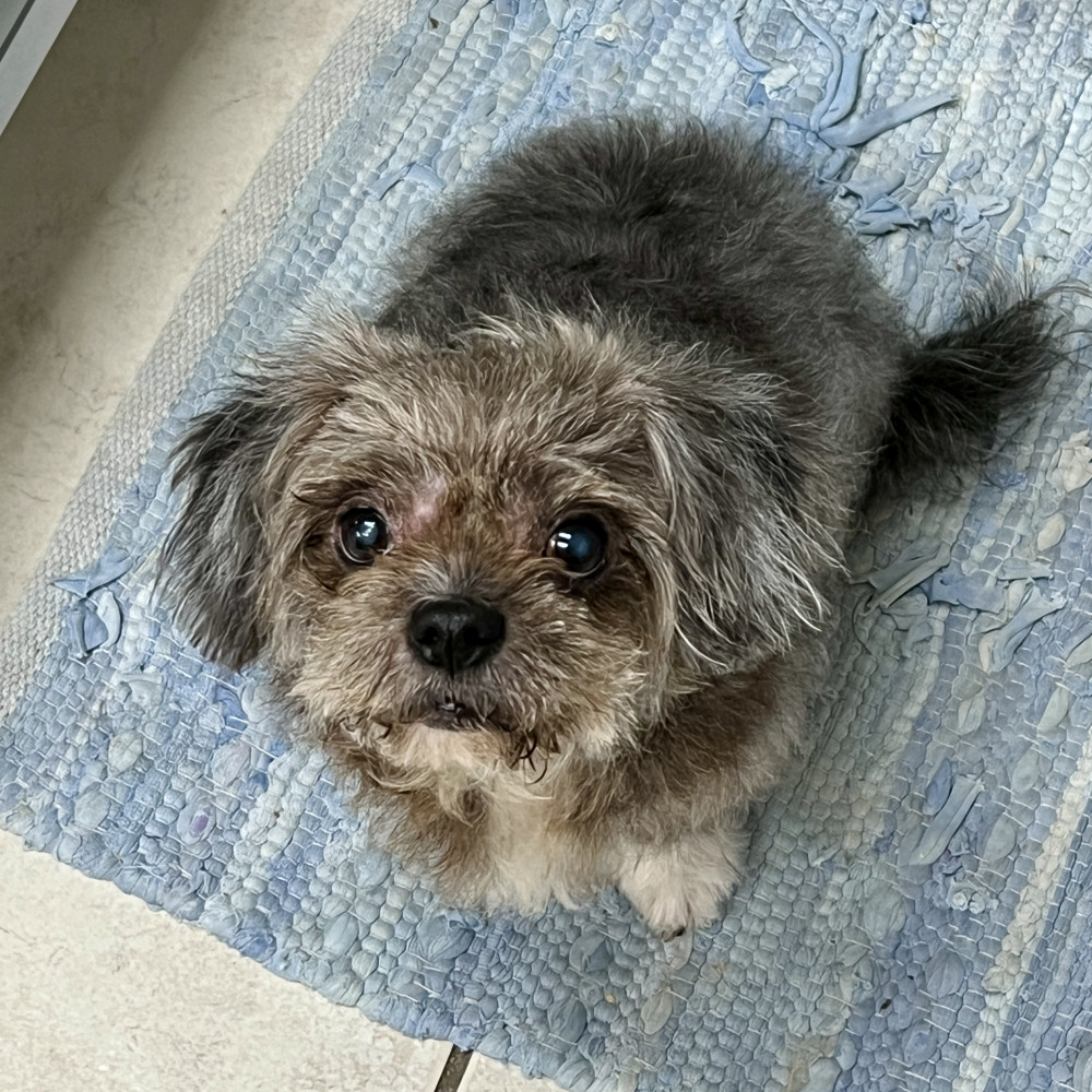 Reunited Female Dog (Gray, Shi Tzu)
