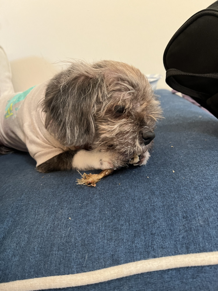 Reunited Female Dog (Gray, Shi Tzu)