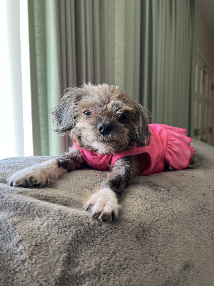 Reunited Female Dog (Gray, Shi Tzu)