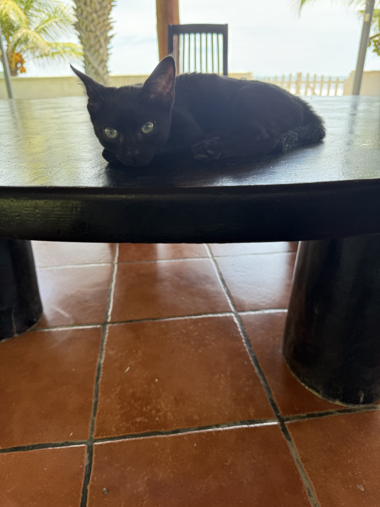 Lost Female Cat (Black, Unknown)